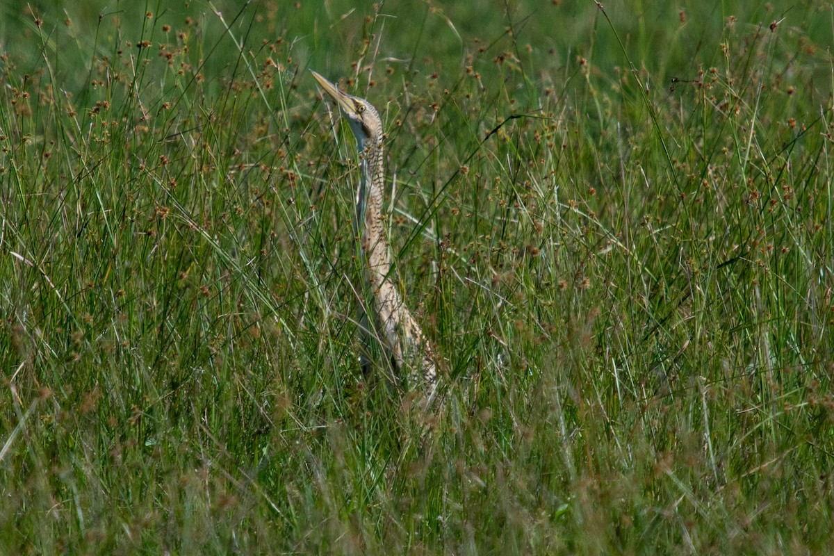Pinnated Bittern - ML644383953