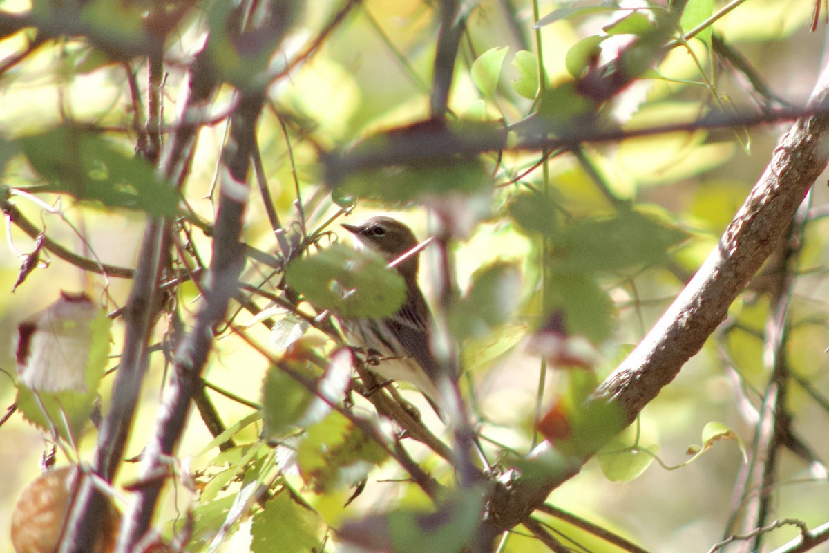 Yellow-rumped Warbler - ML644383954
