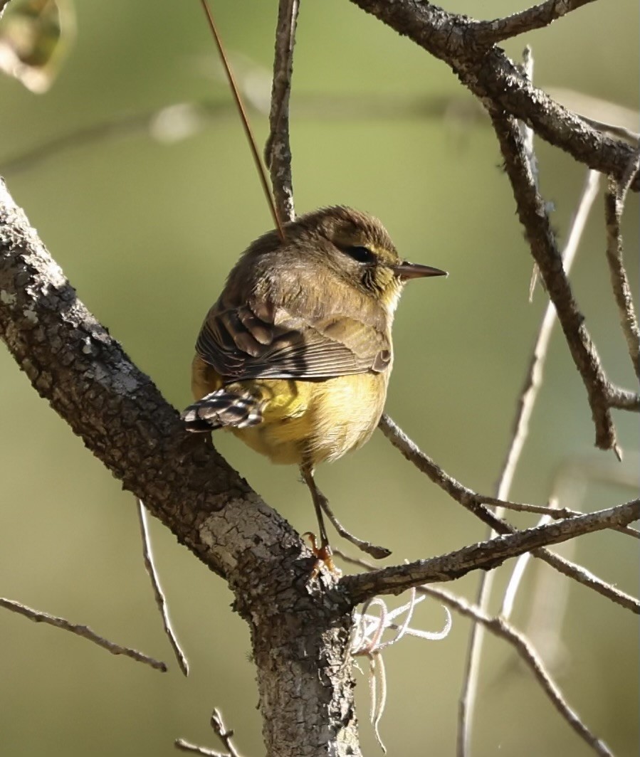 סבכון חום-כיפה - ML644383956