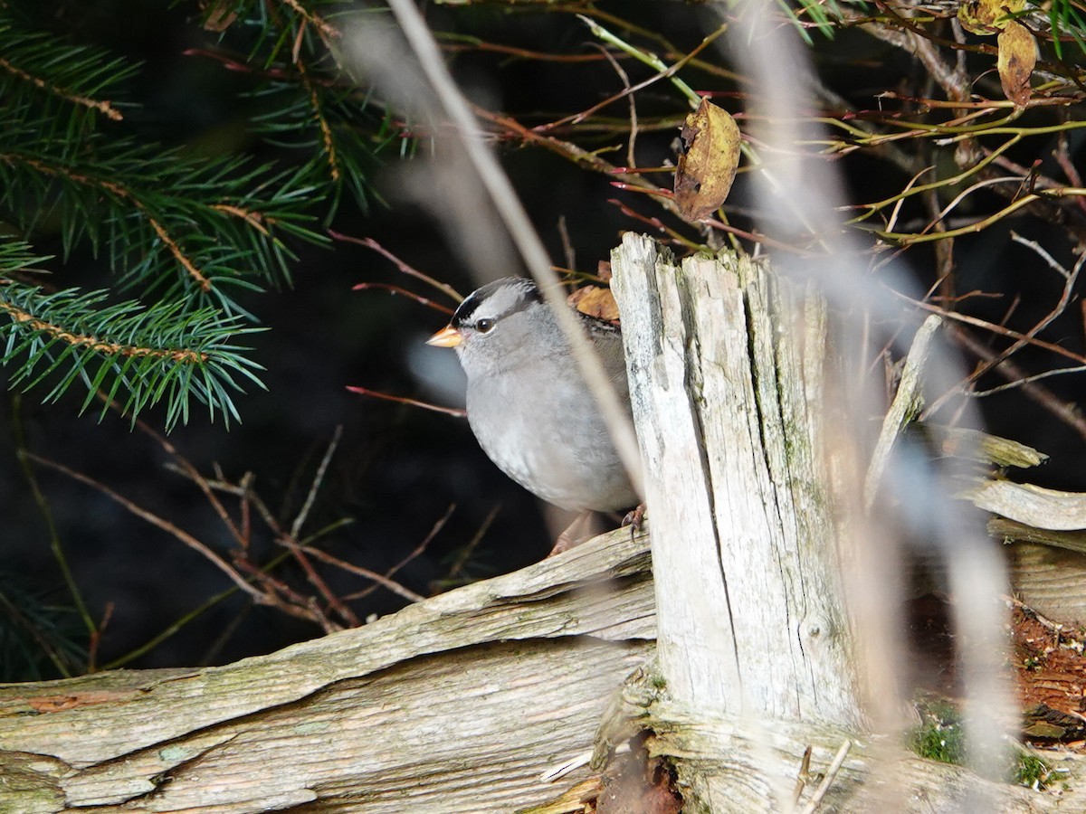 White-crowned Sparrow (leucophrys) - ML644383958