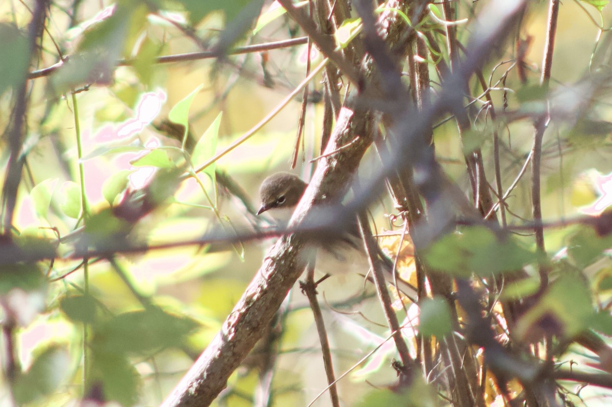 Yellow-rumped Warbler - ML644383959