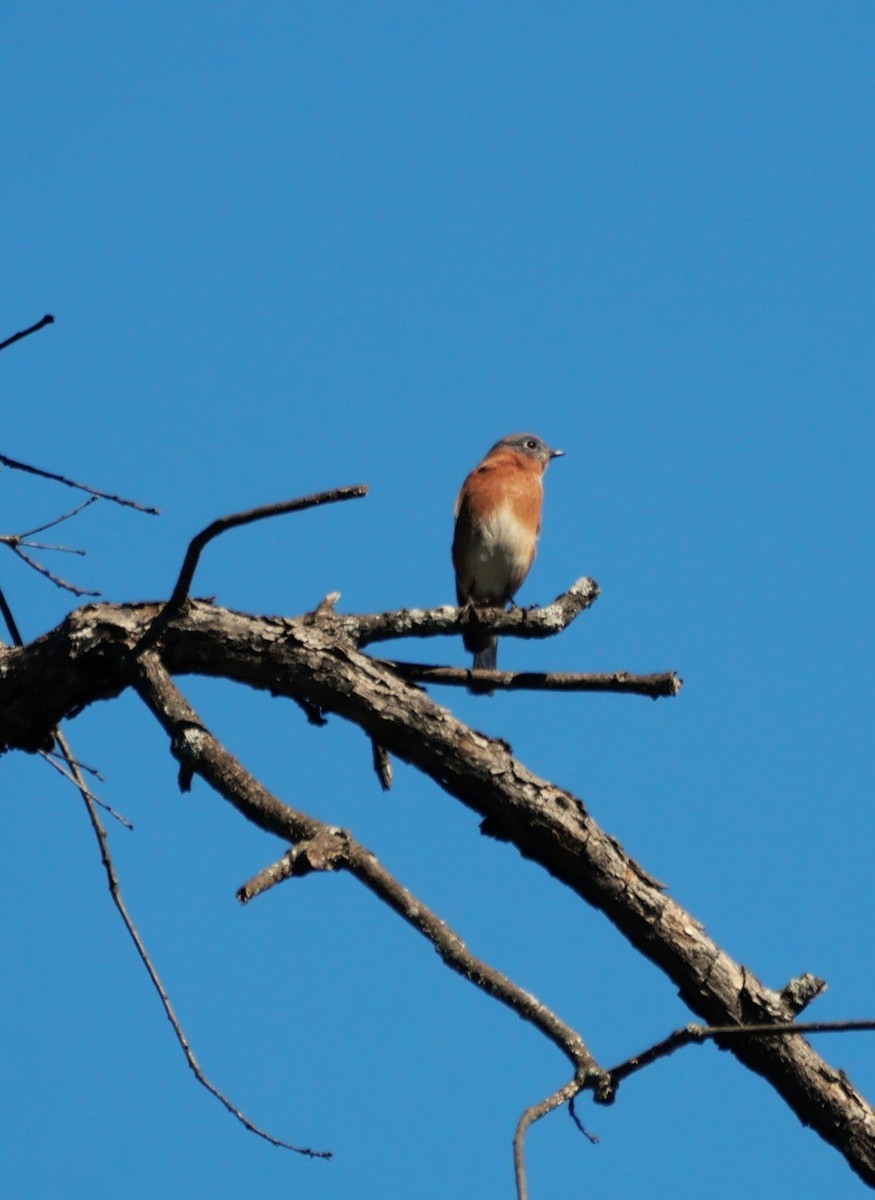 Eastern Bluebird - ML644383961