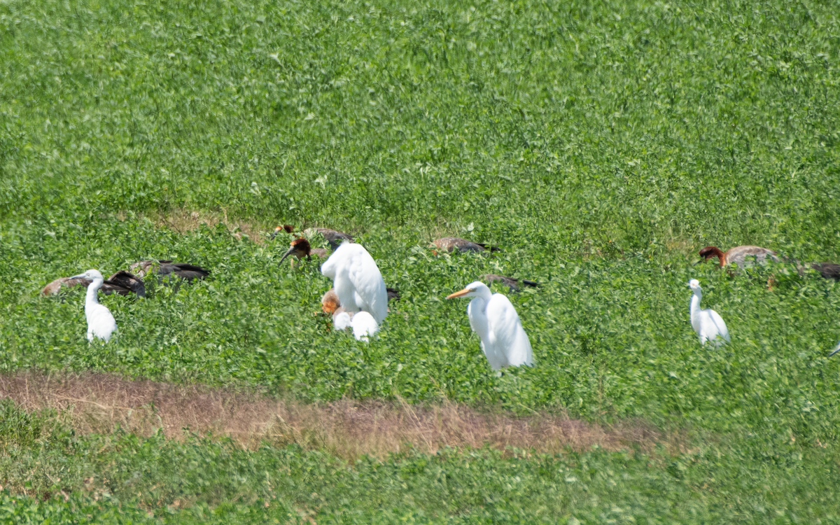 Andean Ibis - ML644383962