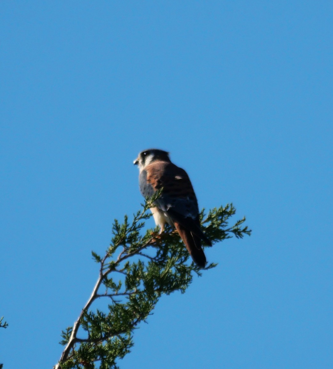American Kestrel - ML644383966