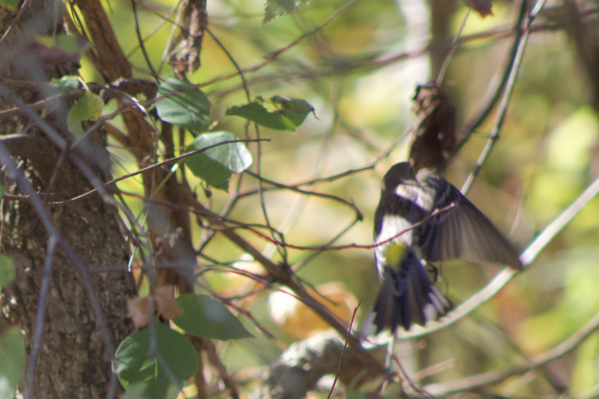 Yellow-rumped Warbler - ML644383968