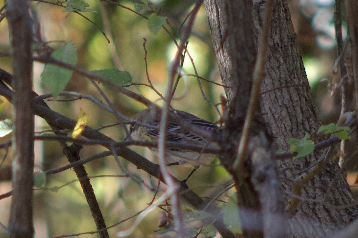 Yellow-rumped Warbler - ML644383970