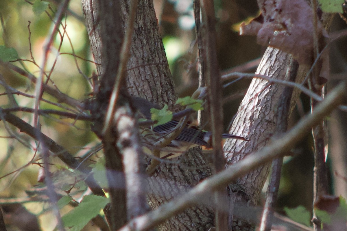 Yellow-rumped Warbler - ML644383972