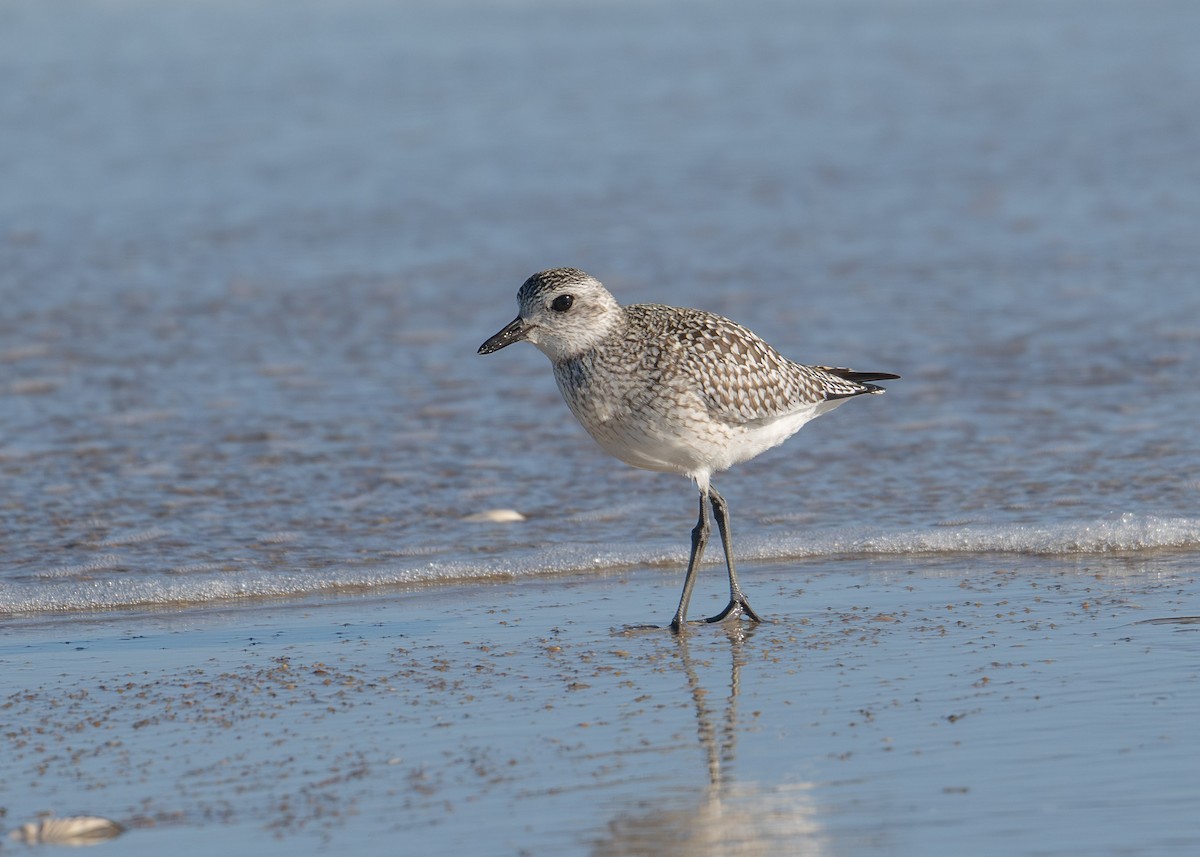 Black-bellied Plover - ML644383977