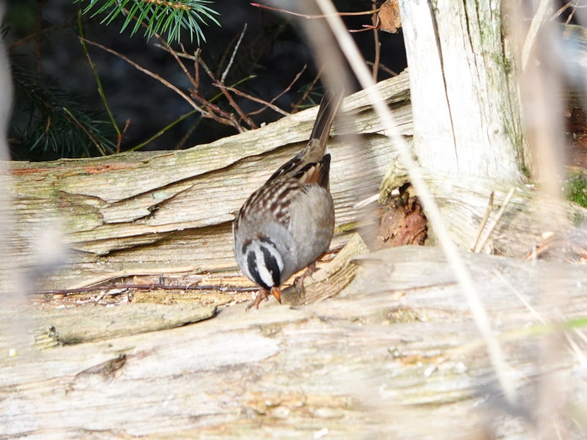 White-crowned Sparrow (leucophrys) - ML644383984