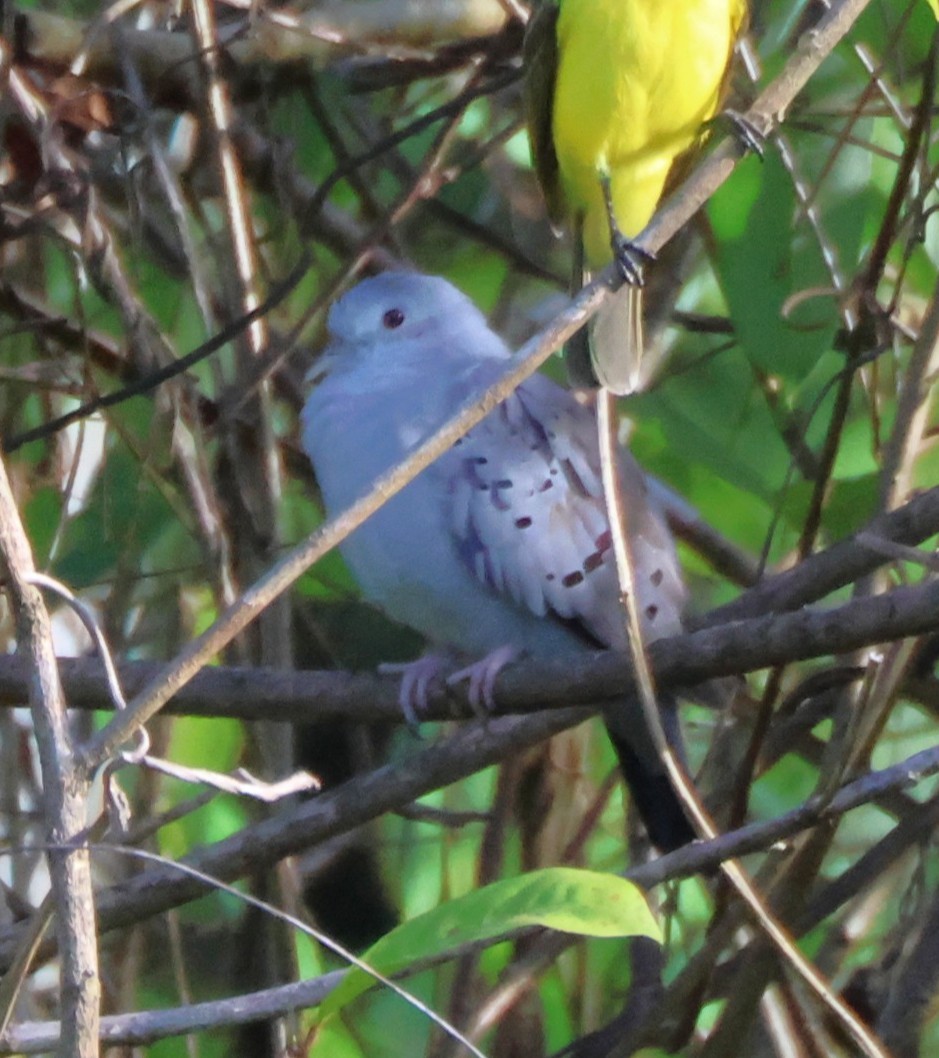 Талпакоті сірий - ML644383986