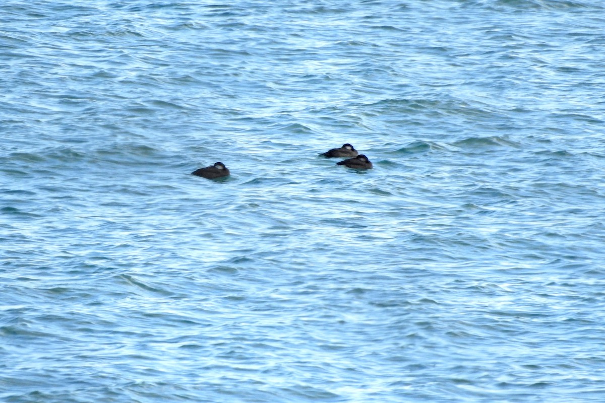 amerikasvartand - ML644383991