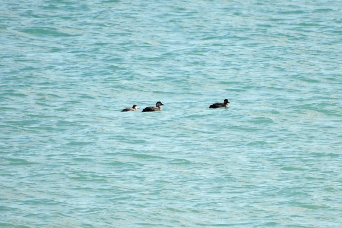 amerikasvartand - ML644384002