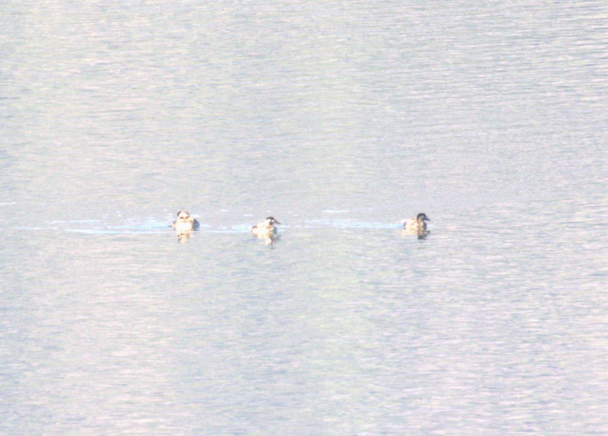 Surf Scoter - ML644384003