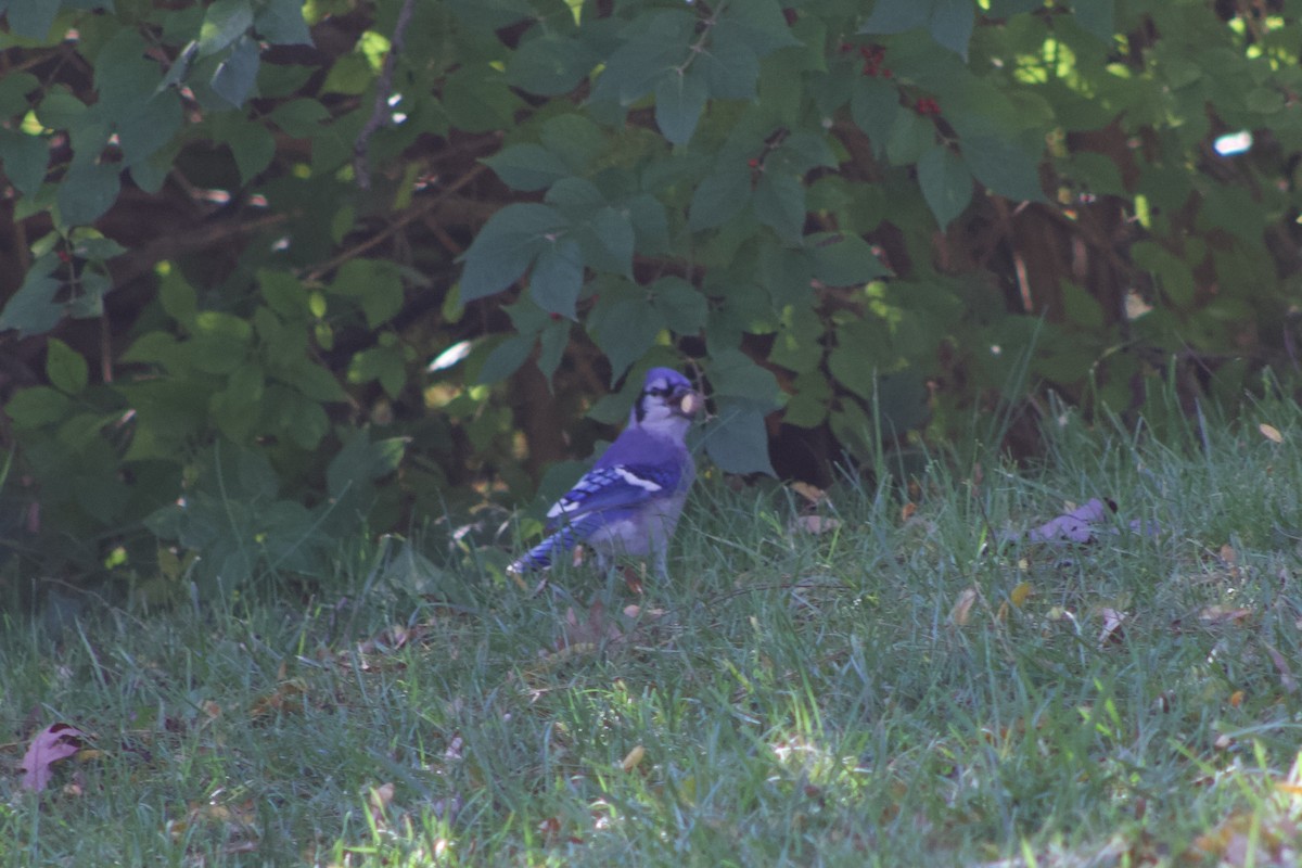 Blue Jay - ML644384004