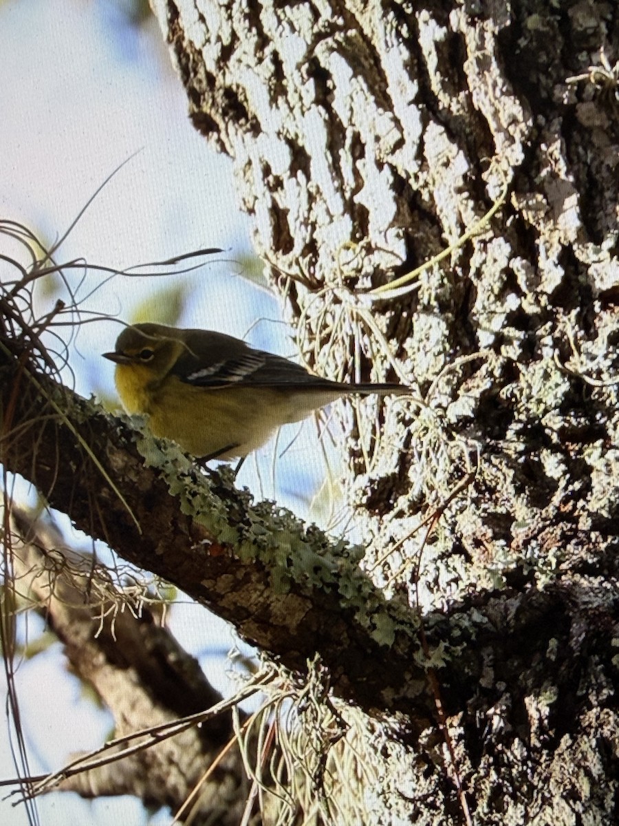 סבכון אורנים - ML644384008