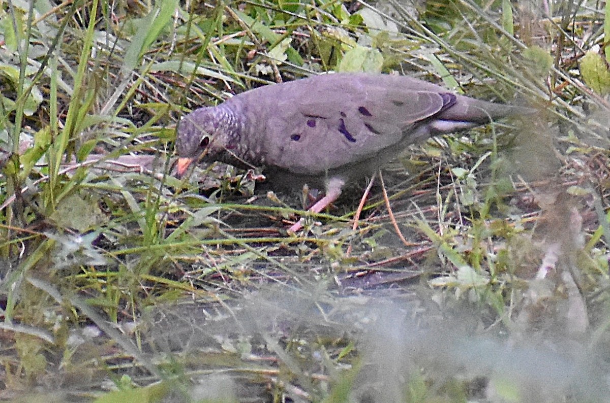 Common Ground Dove - ML644384009