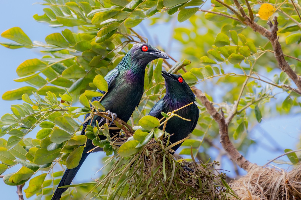 špaček lesklý - ML644384013