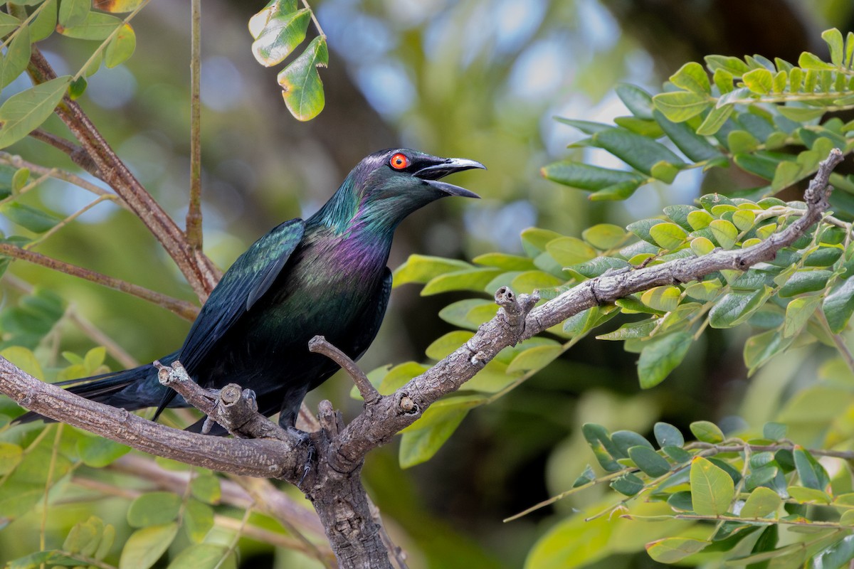 špaček lesklý - ML644384014