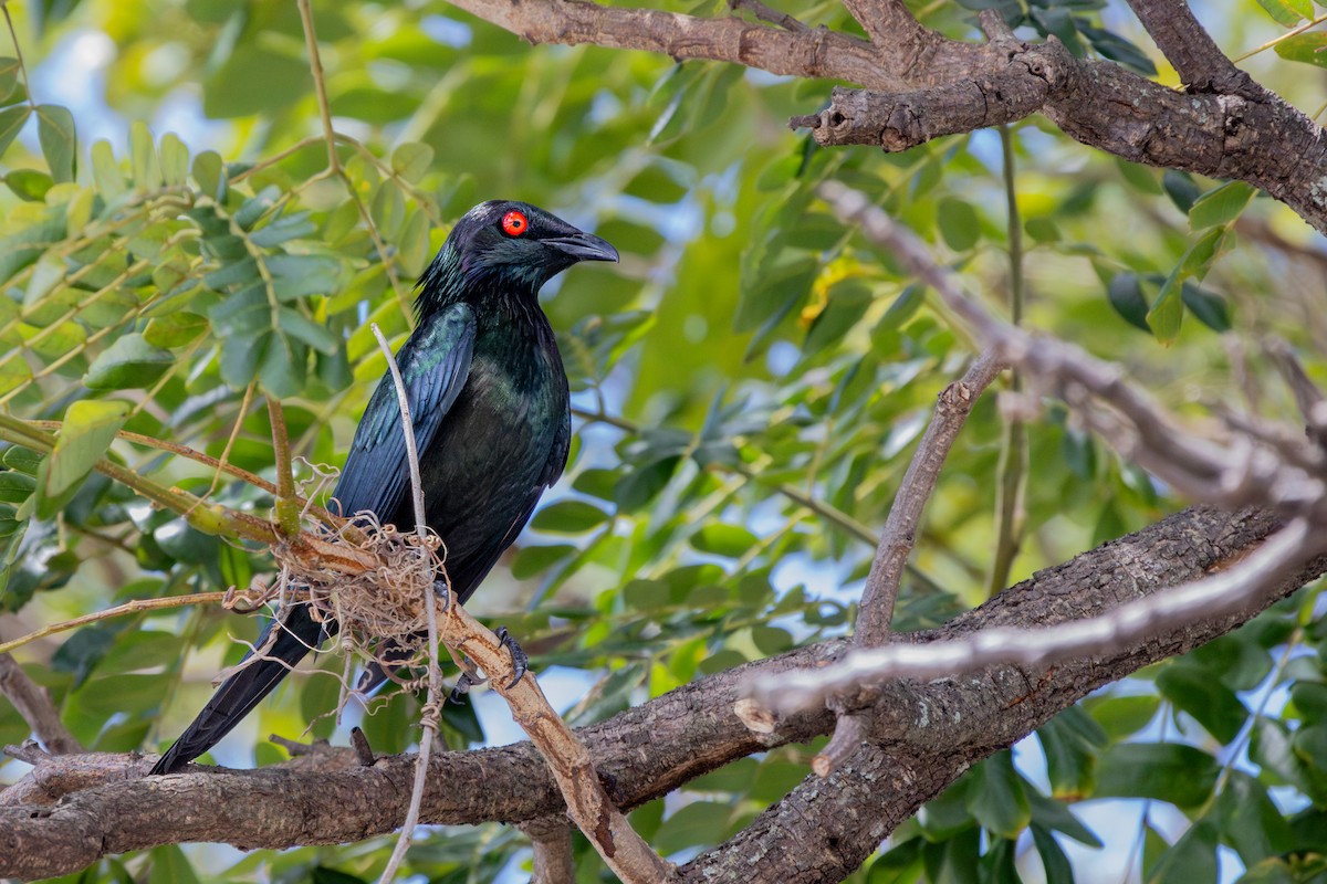 špaček lesklý - ML644384015