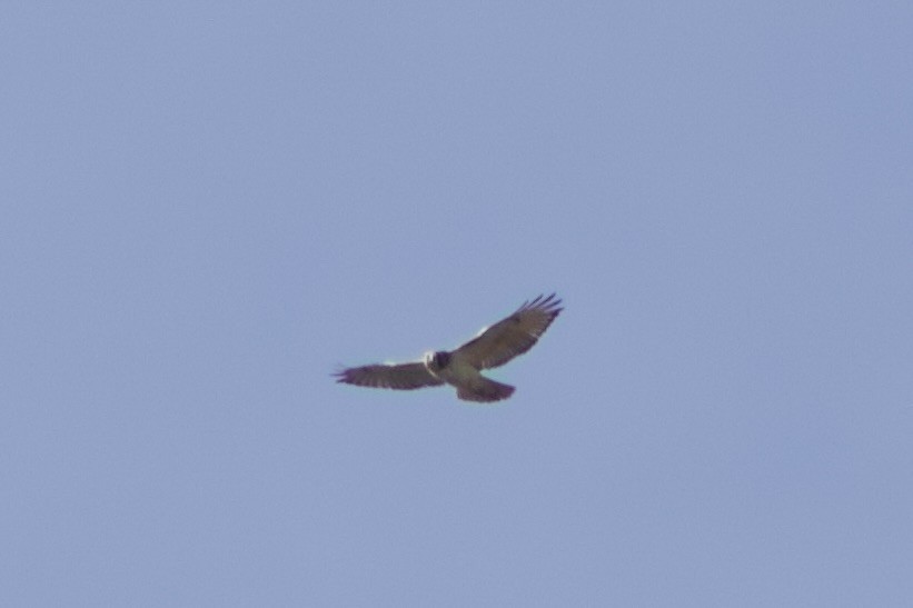 Zapelatz buztangorria - ML644384036