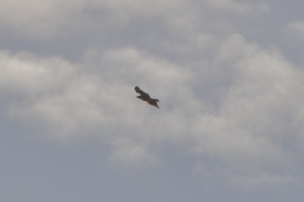 Zapelatz buztangorria - ML644384040