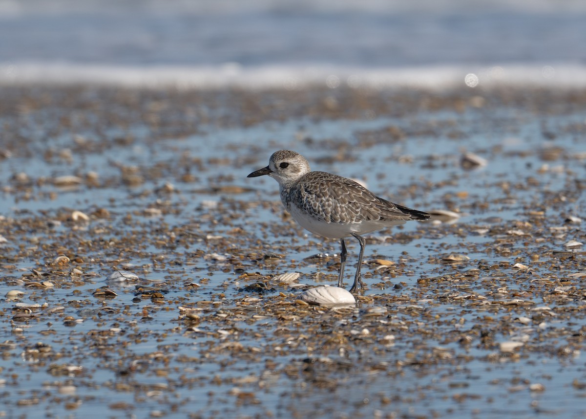 Black-bellied Plover - ML644384042