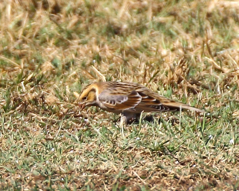 Подорожник лапландський - ML644384045
