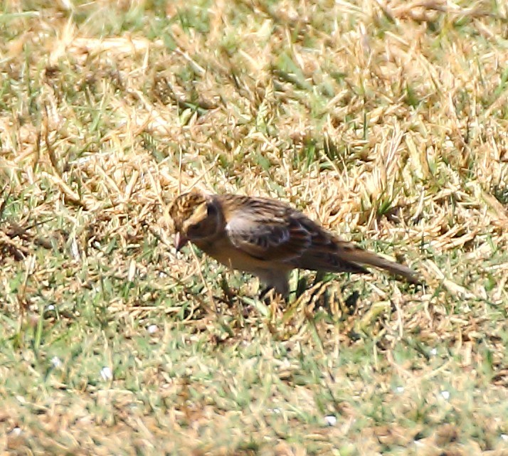 Подорожник лапландський - ML644384047