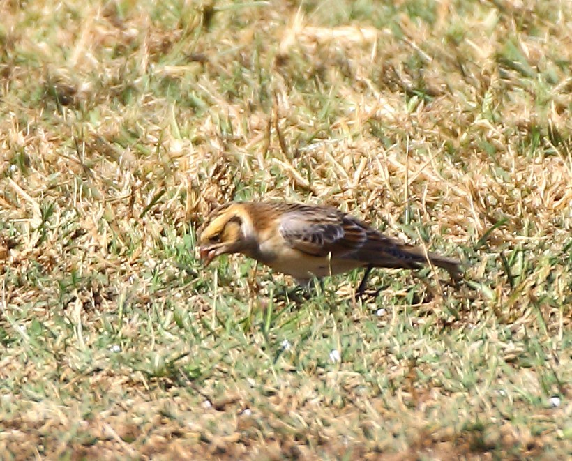Подорожник лапландський - ML644384049