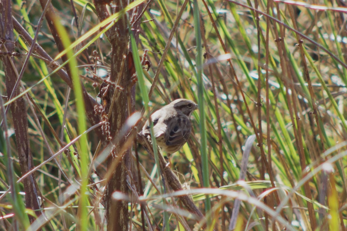 Song Sparrow - ML644384054