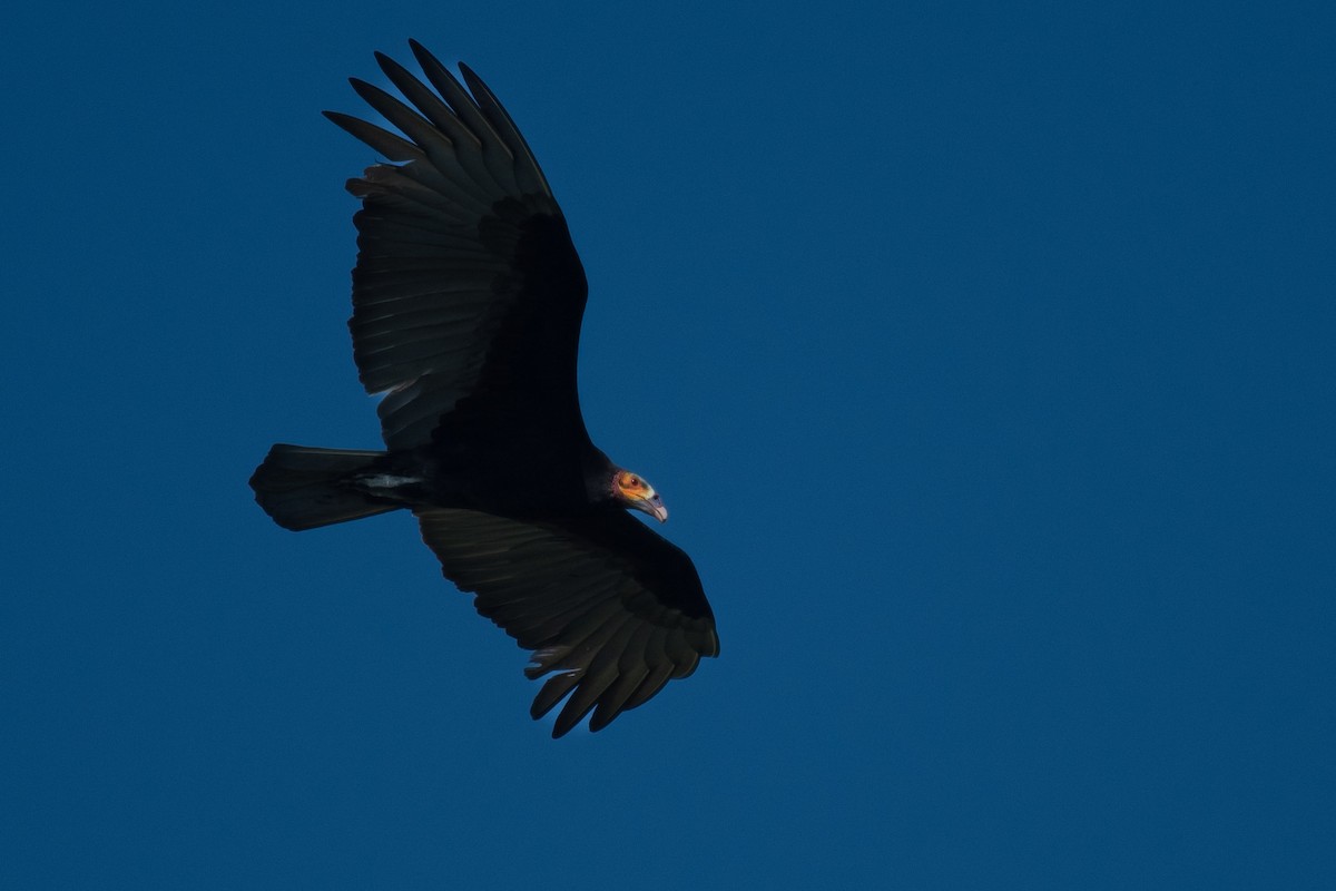 myrkondor - ML644384055