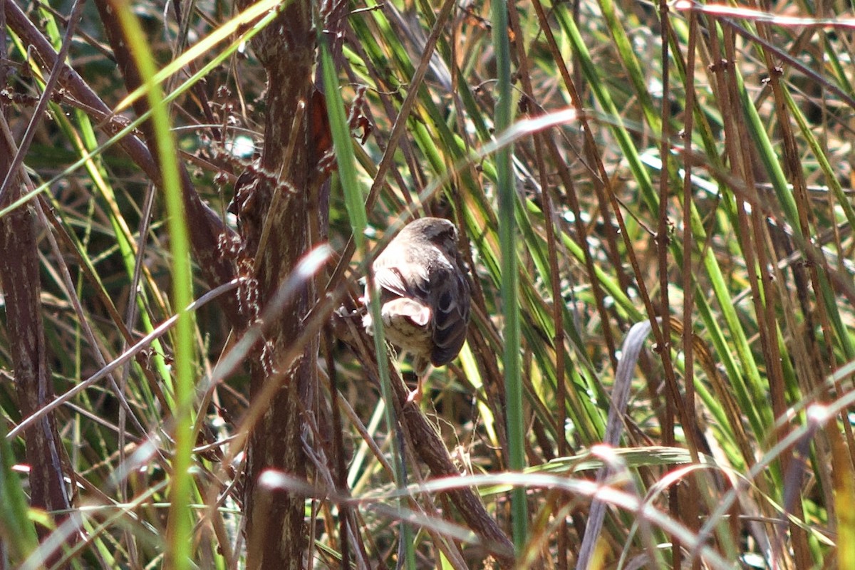 Song Sparrow - ML644384056