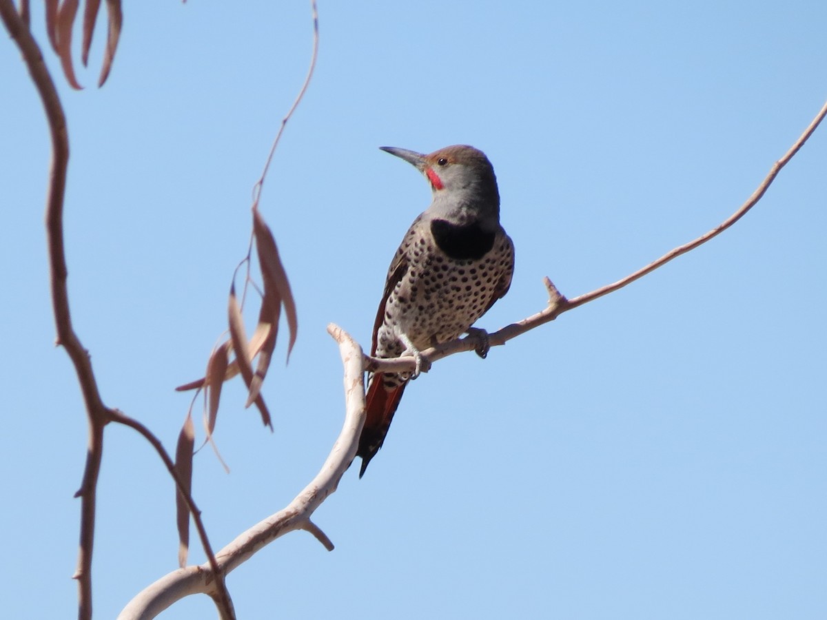Gilded Flicker - ML644384057