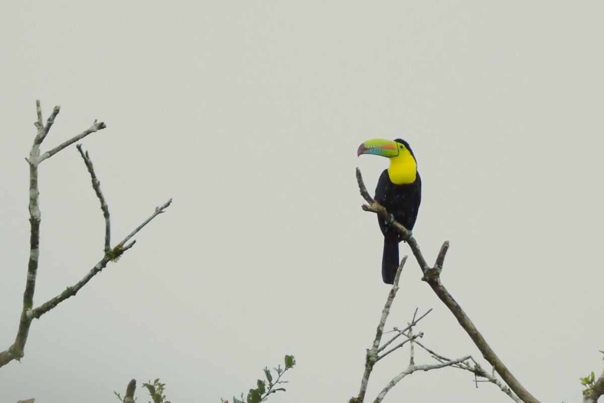 Радужный тукан - ML644384060