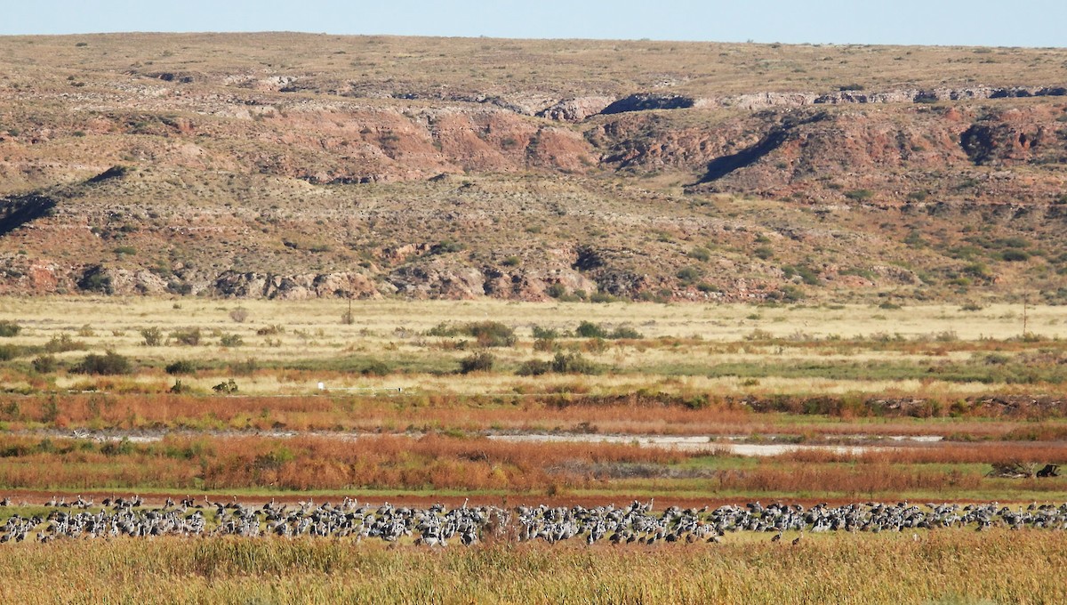 kanadatrane - ML644384061