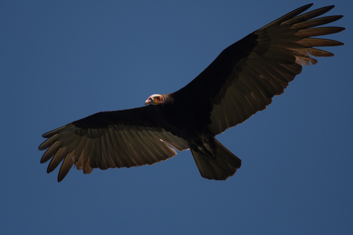 myrkondor - ML644384062