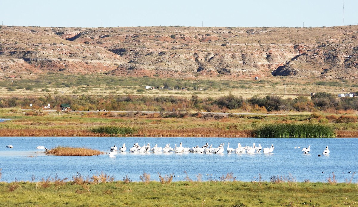 amerikapelikan - ML644384066