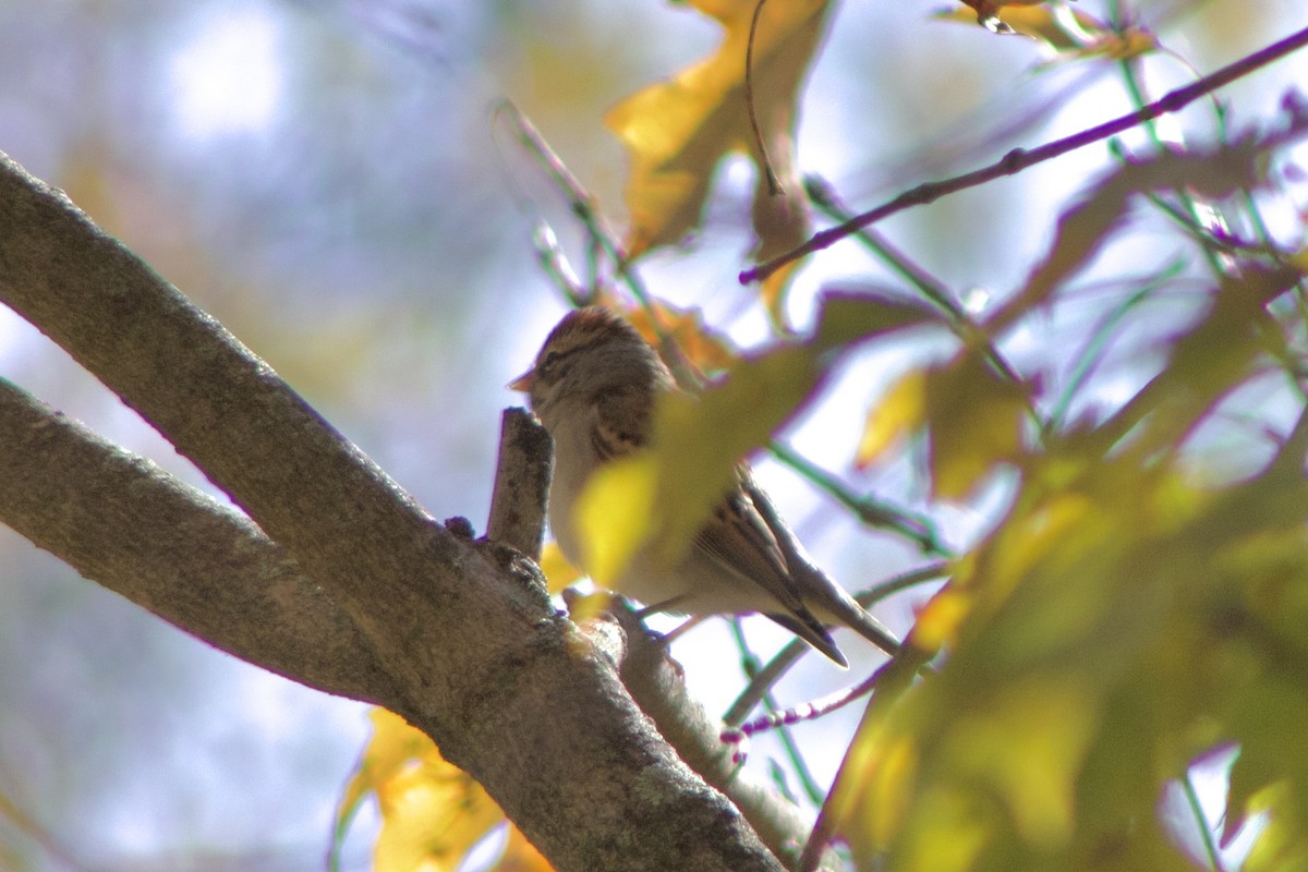 Chipping Sparrow - ML644384067