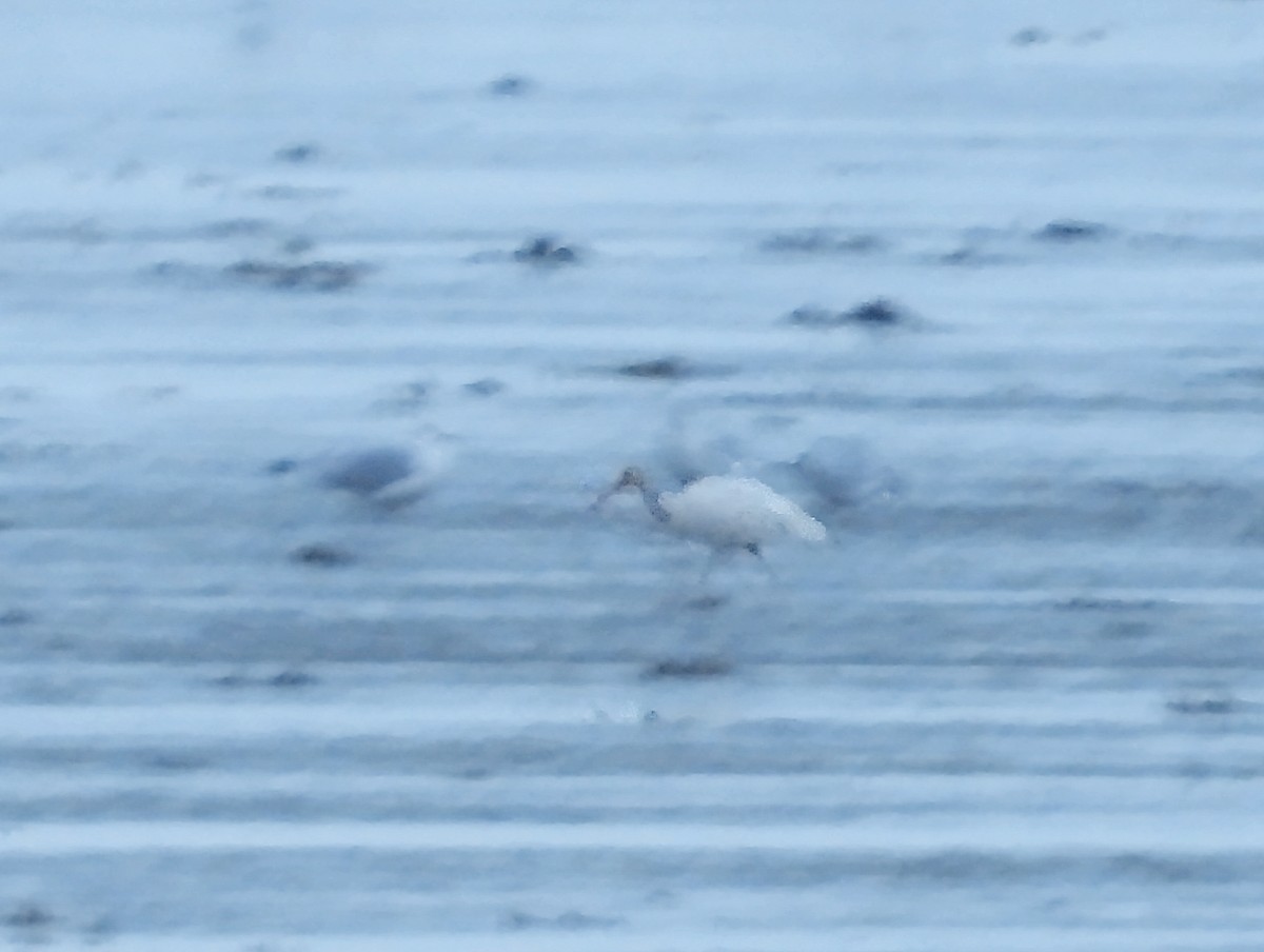 Ibis blanc - ML644384068