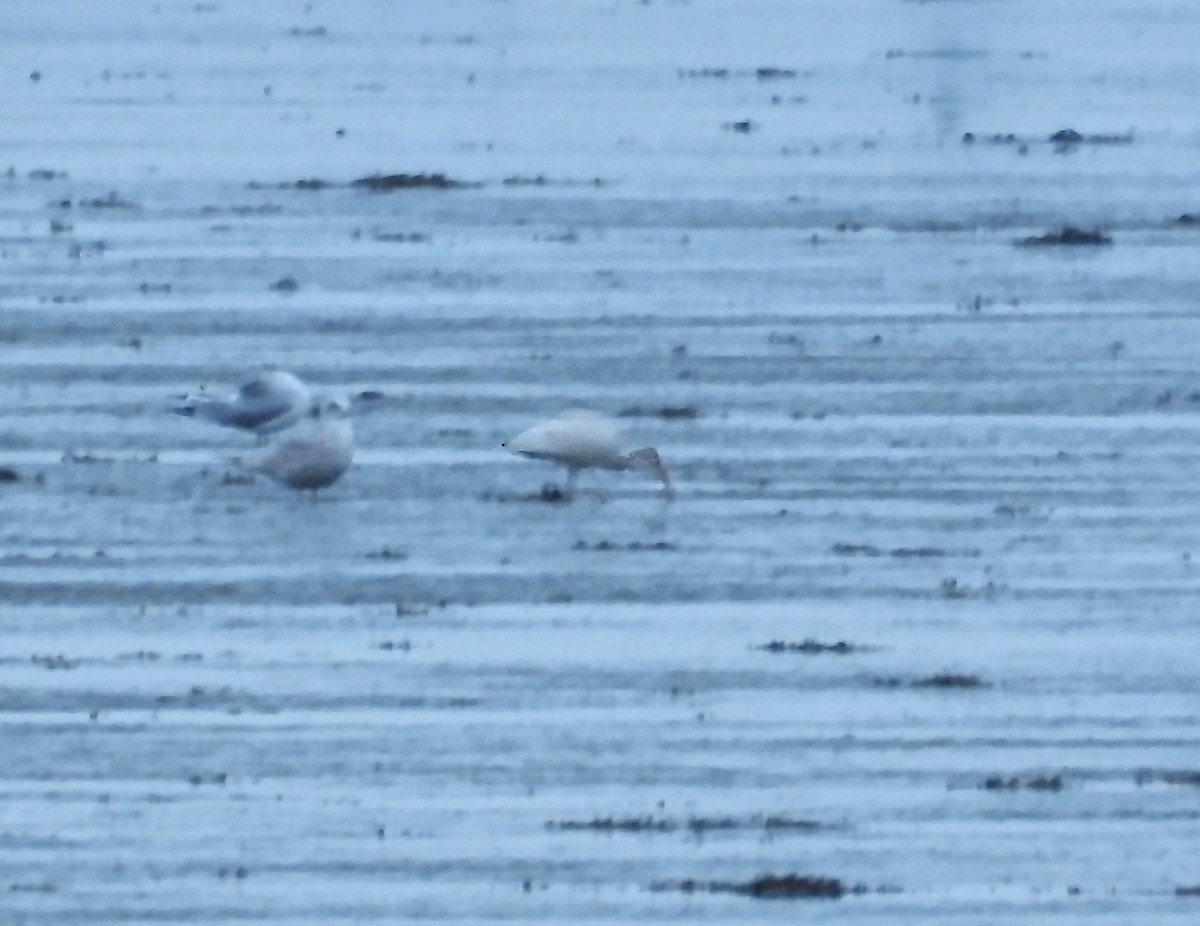 Ibis blanc - ML644384069