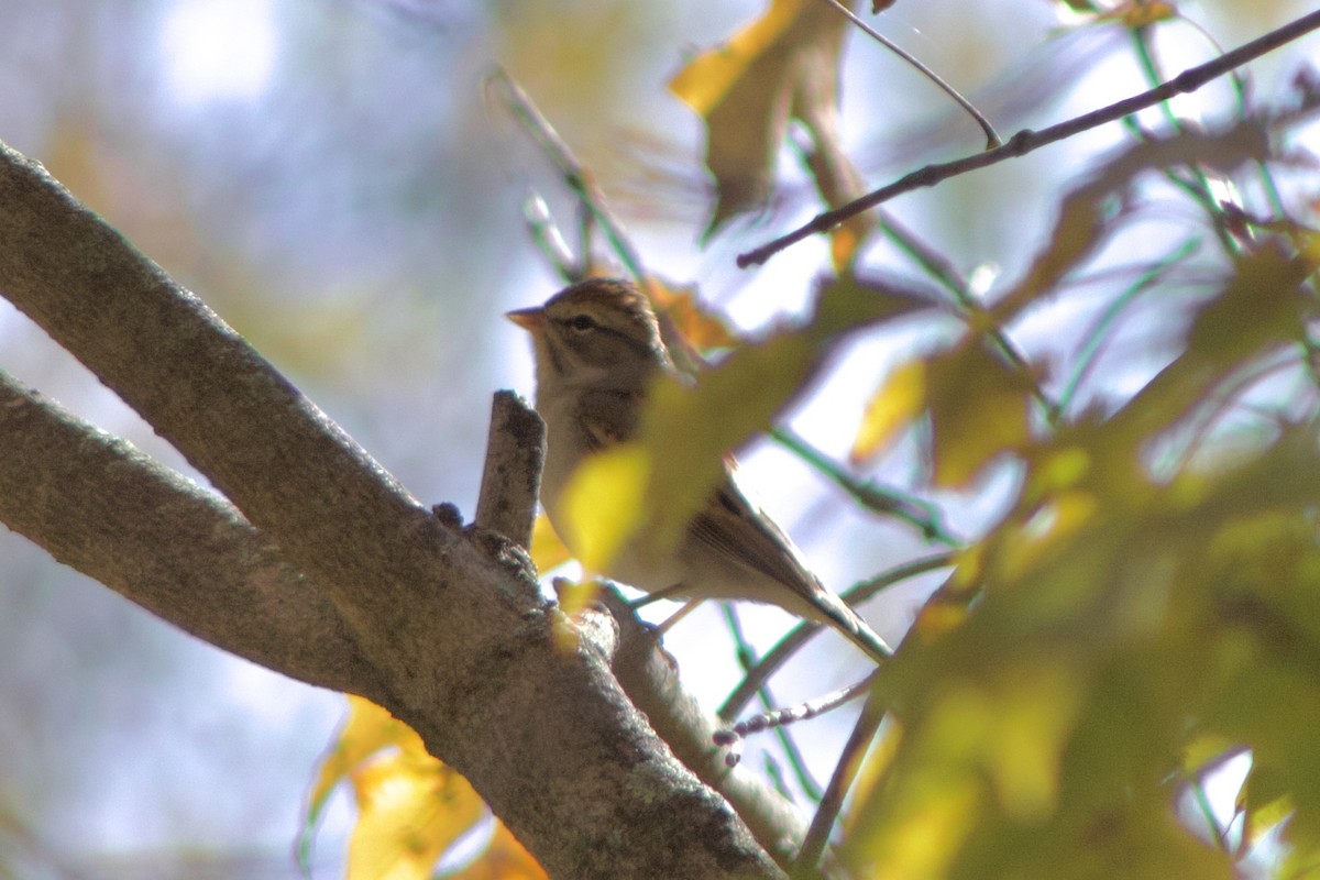 Chipping Sparrow - ML644384070