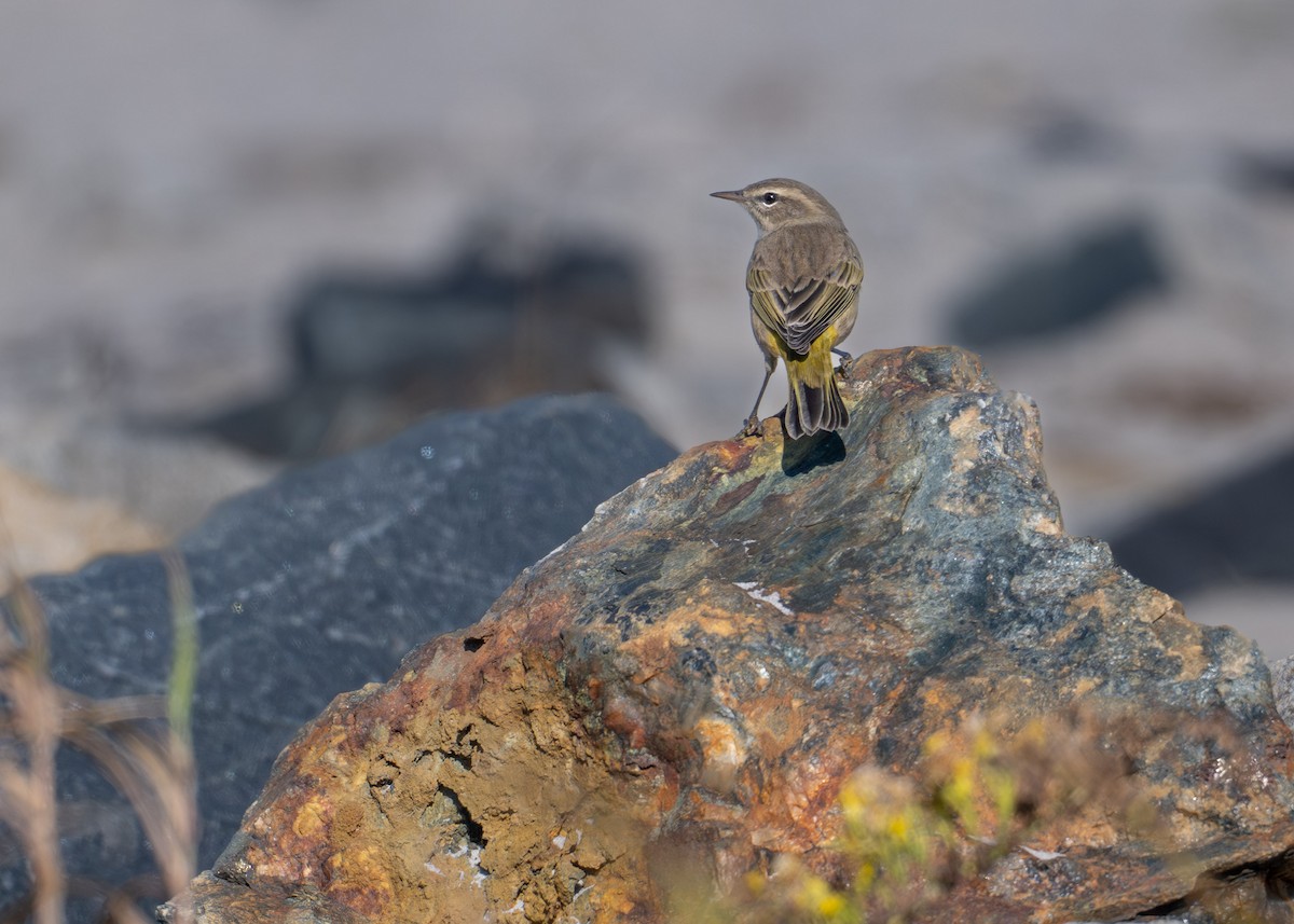 Palm Warbler - ML644384079