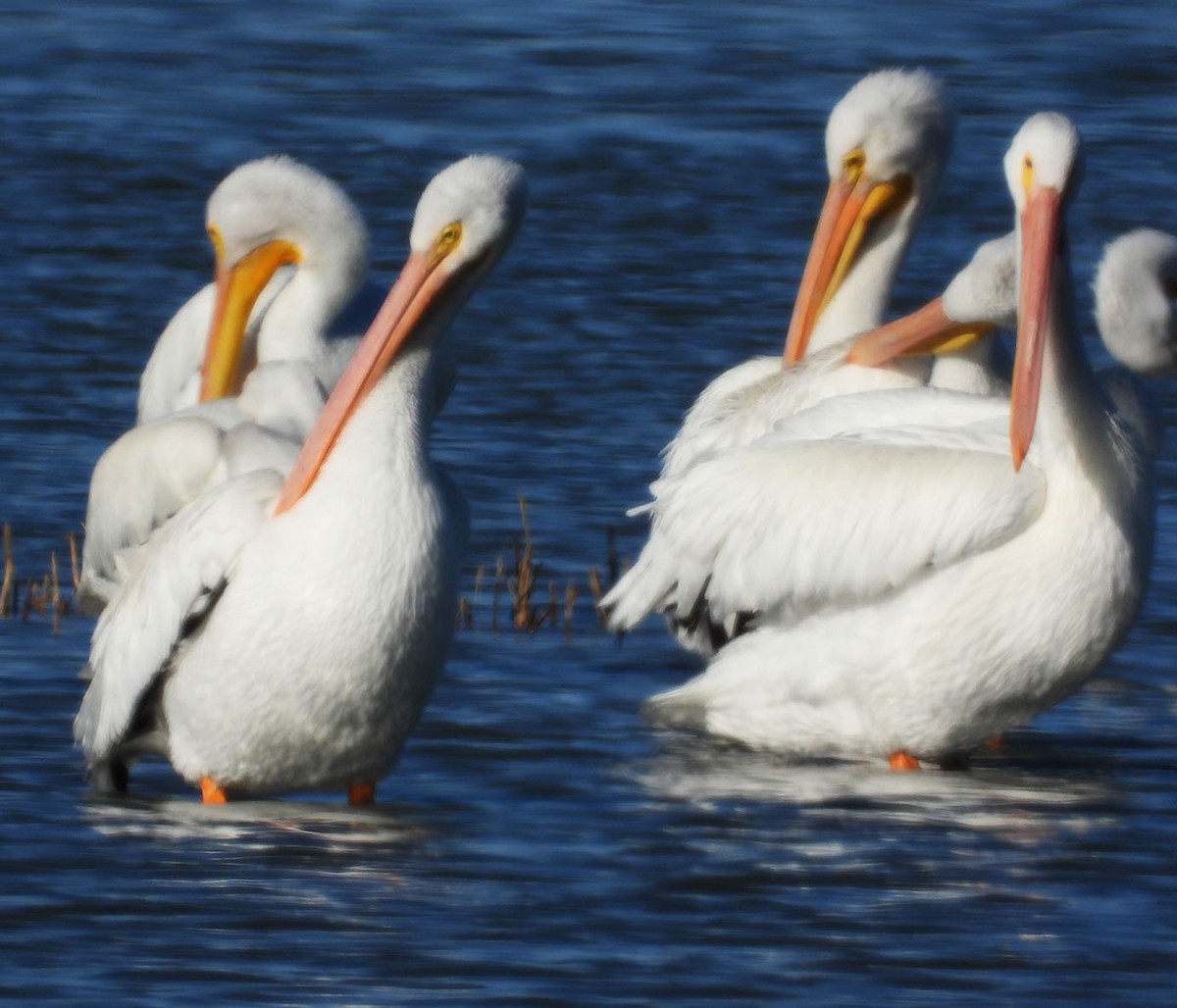 amerikapelikan - ML644384081