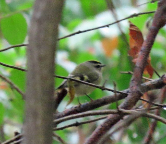 Golden-crowned Kinglet - ML644384082
