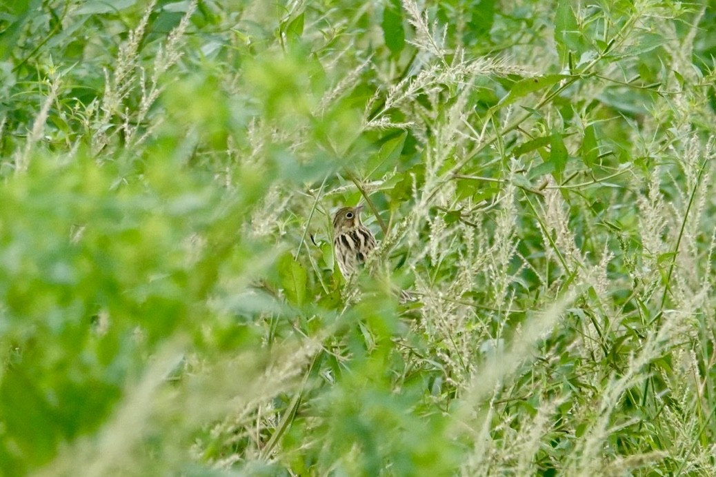 Шар нүдэн хөмрөг - ML644384088