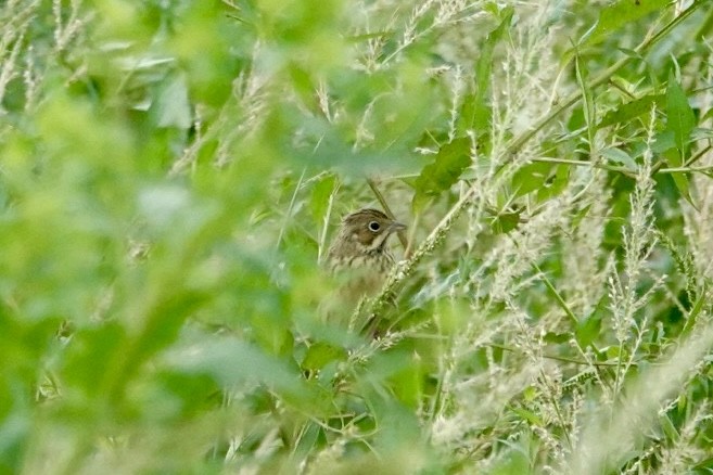 Шар нүдэн хөмрөг - ML644384089