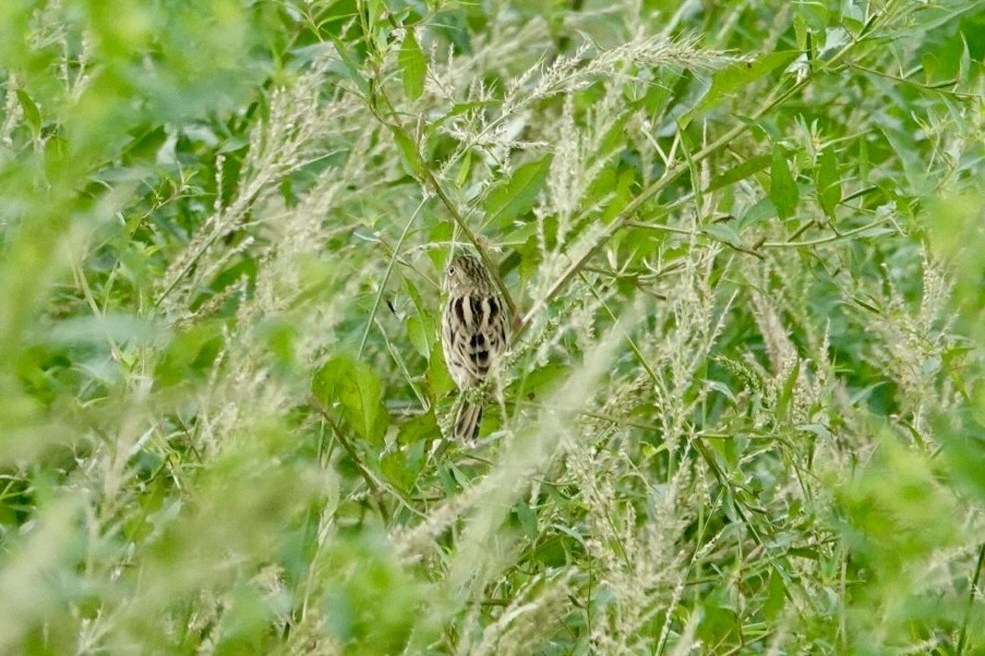 Шар нүдэн хөмрөг - ML644384090