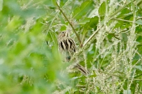 Шар нүдэн хөмрөг - ML644384091