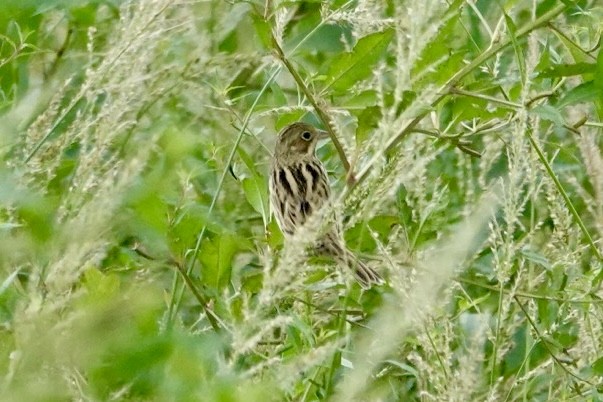 Шар нүдэн хөмрөг - ML644384092