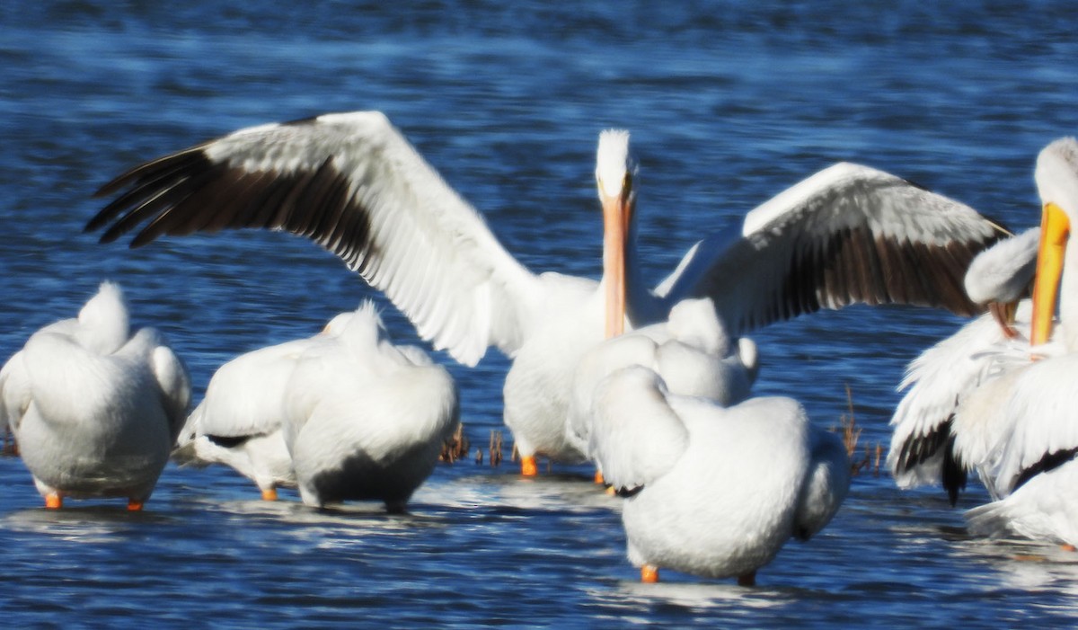 amerikapelikan - ML644384095